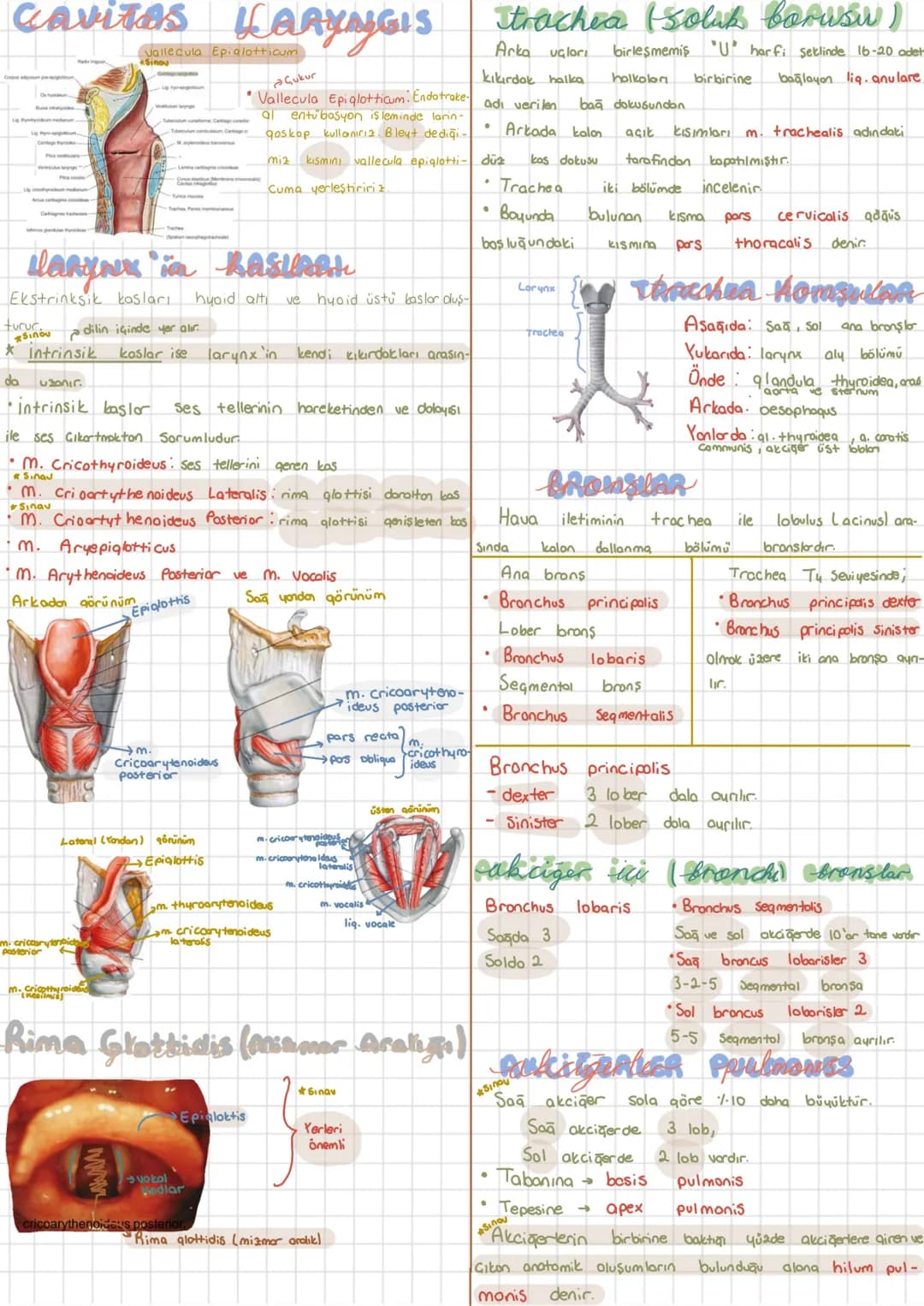 Kilcal damarlar (capillaris)
Solunum
Solunum Sistemi
Sistemi
Systema Respiratorium
Vücut hücrelerin oksijenle desteklenmesi → Inspirasyon O₂