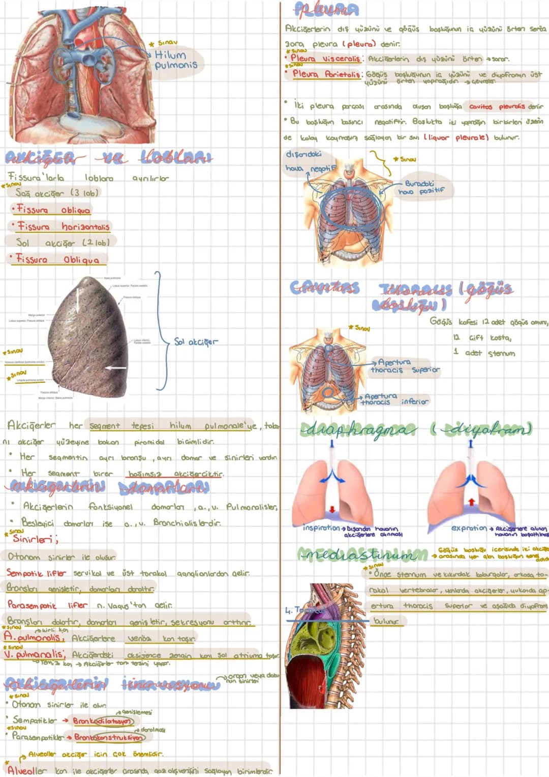 Kilcal damarlar (capillaris)
Solunum
Solunum Sistemi
Sistemi
Systema Respiratorium
Vücut hücrelerin oksijenle desteklenmesi → Inspirasyon O₂