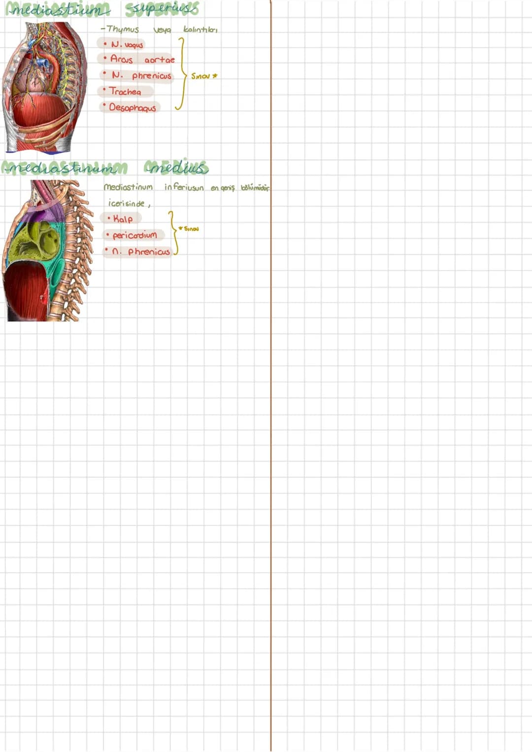 Kilcal damarlar (capillaris)
Solunum
Solunum Sistemi
Sistemi
Systema Respiratorium
Vücut hücrelerin oksijenle desteklenmesi → Inspirasyon O₂