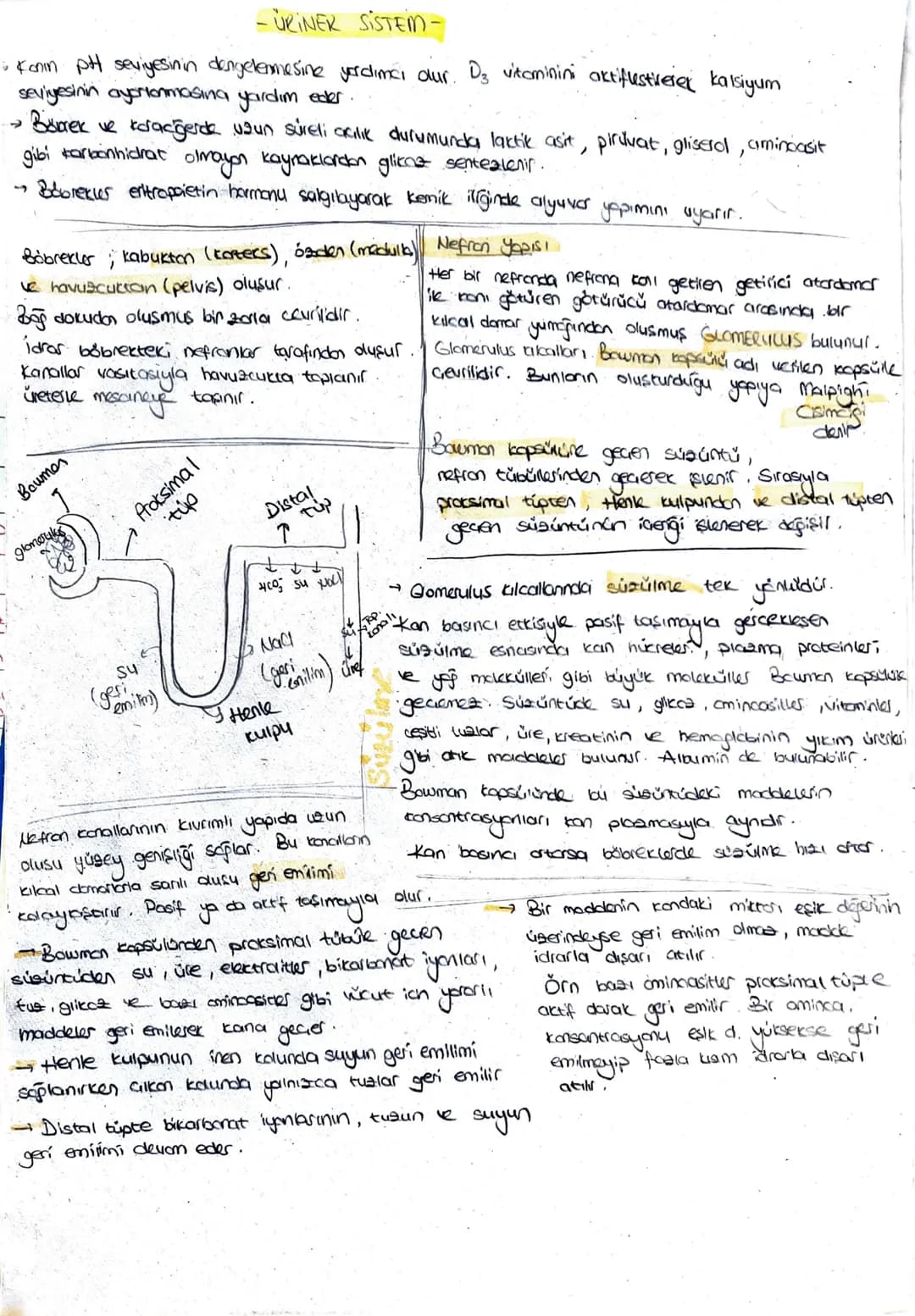 -
༡
-ÜRINER SISTEM.
Konin pH seviyesinin dengelemesine yardımcı dur. Dz vitaminini aktifustiverer kalsiyum
seviyesinin ayarlanmasına yardım 