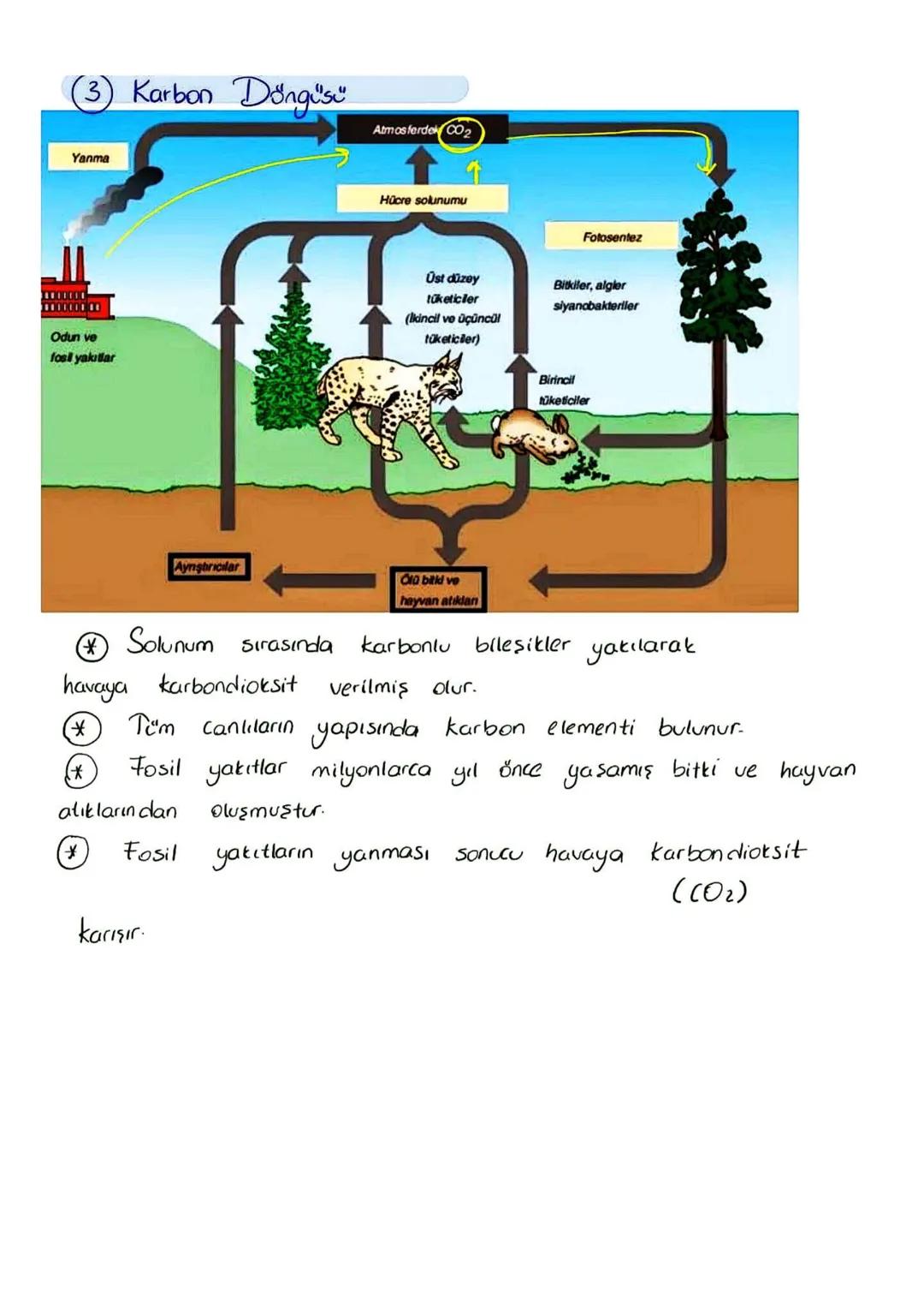 (3) Karbon Döngüsü
Atmosferdek CO2
Yanma
Hücre solunumu
Fotosentez
Odun ve
fosi yakıtlar
Üst düzey
tüketiciler
(Ikincil ve üçüncül
tüketicil