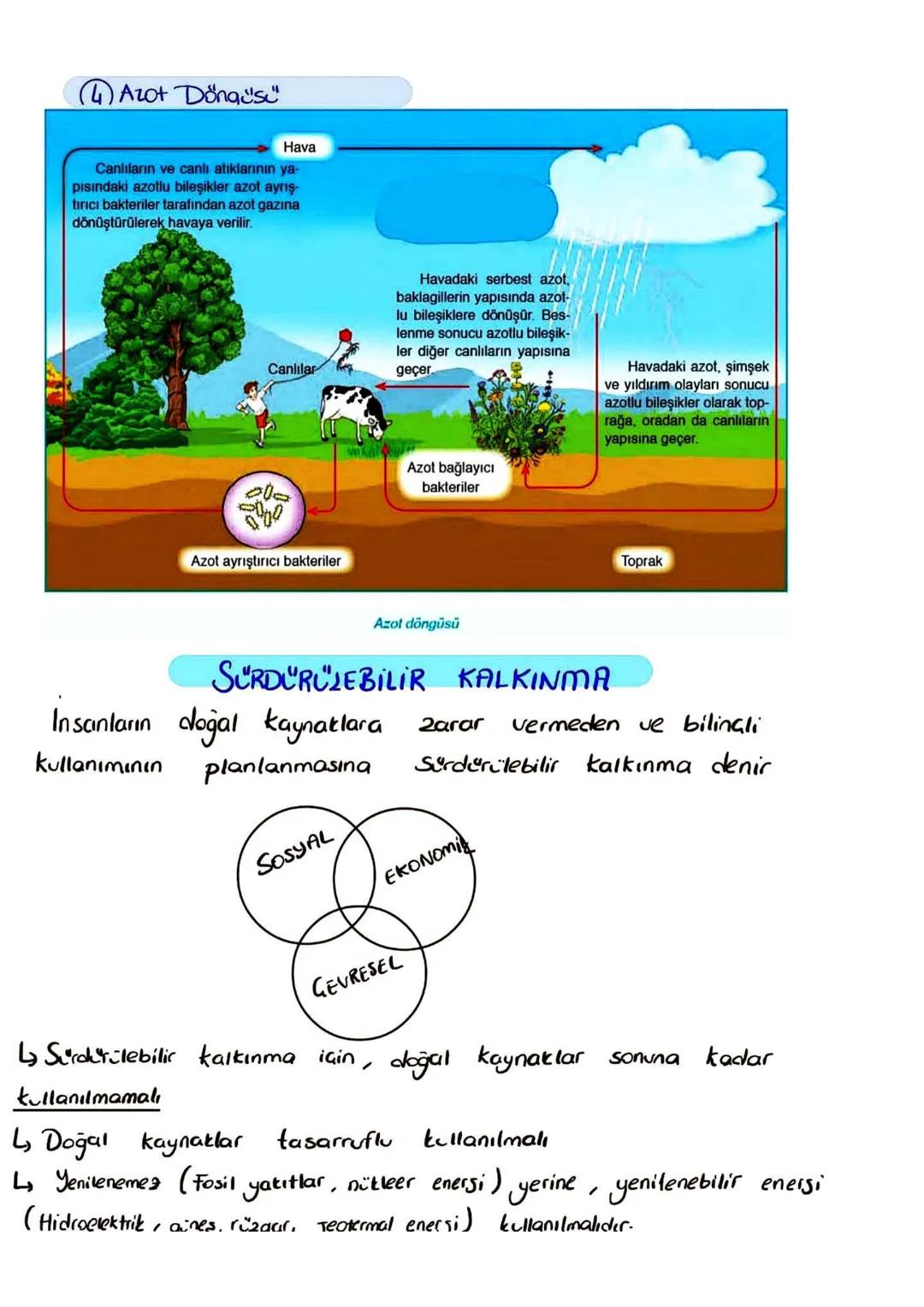 (3) Karbon Döngüsü
Atmosferdek CO2
Yanma
Hücre solunumu
Fotosentez
Odun ve
fosi yakıtlar
Üst düzey
tüketiciler
(Ikincil ve üçüncül
tüketicil