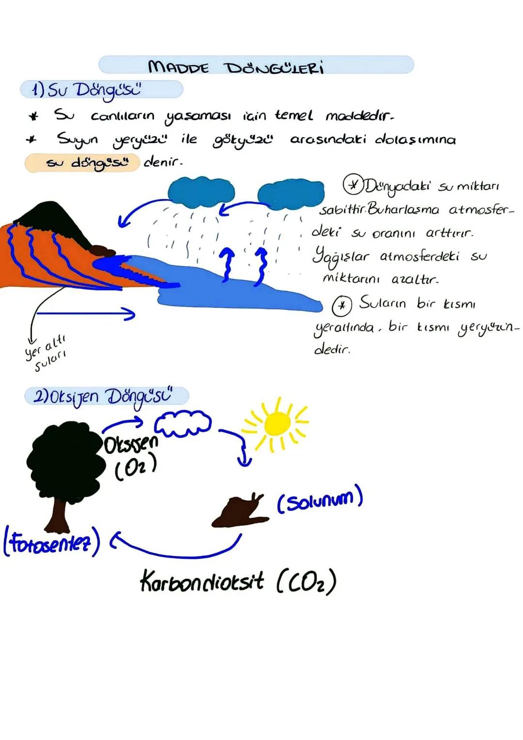 (3) Karbon Döngüsü
Atmosferdek CO2
Yanma
Hücre solunumu
Fotosentez
Odun ve
fosi yakıtlar
Üst düzey
tüketiciler
(Ikincil ve üçüncül
tüketicil