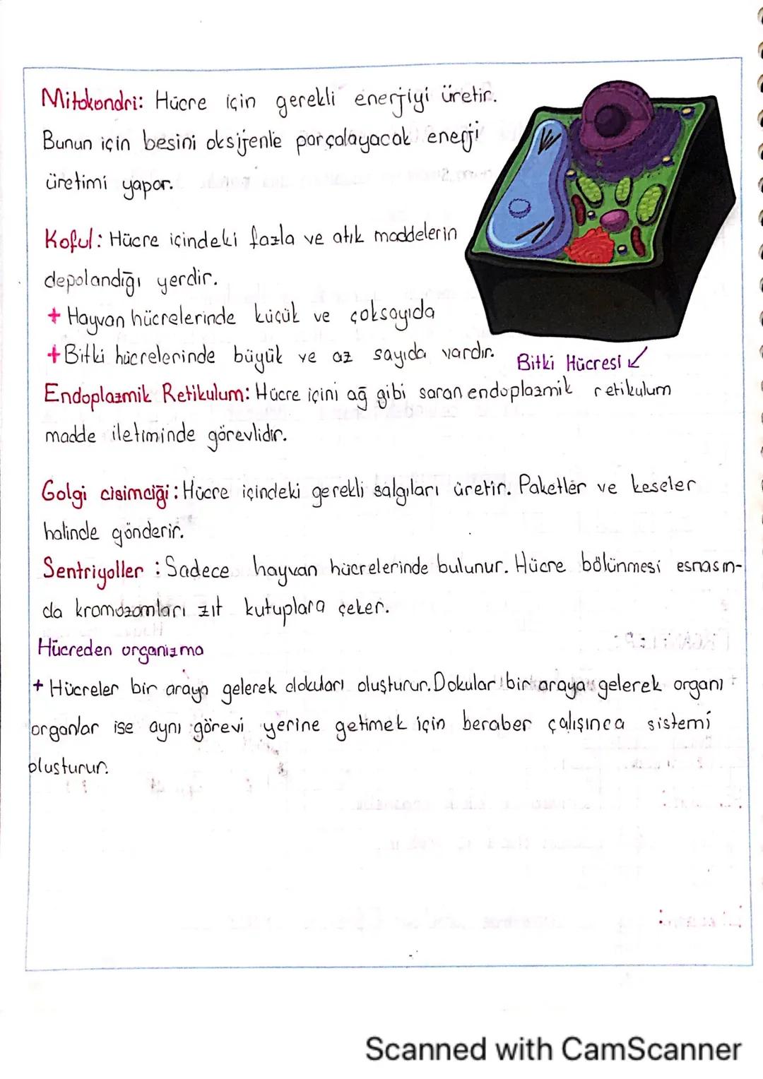 Mitokondri: Hücre için gerekli enerjiyi üretir.
Bunun için besini oksijenie parçalayacak enerji
üretimi
yapar.
Koful: Hücre içindeki fazla v