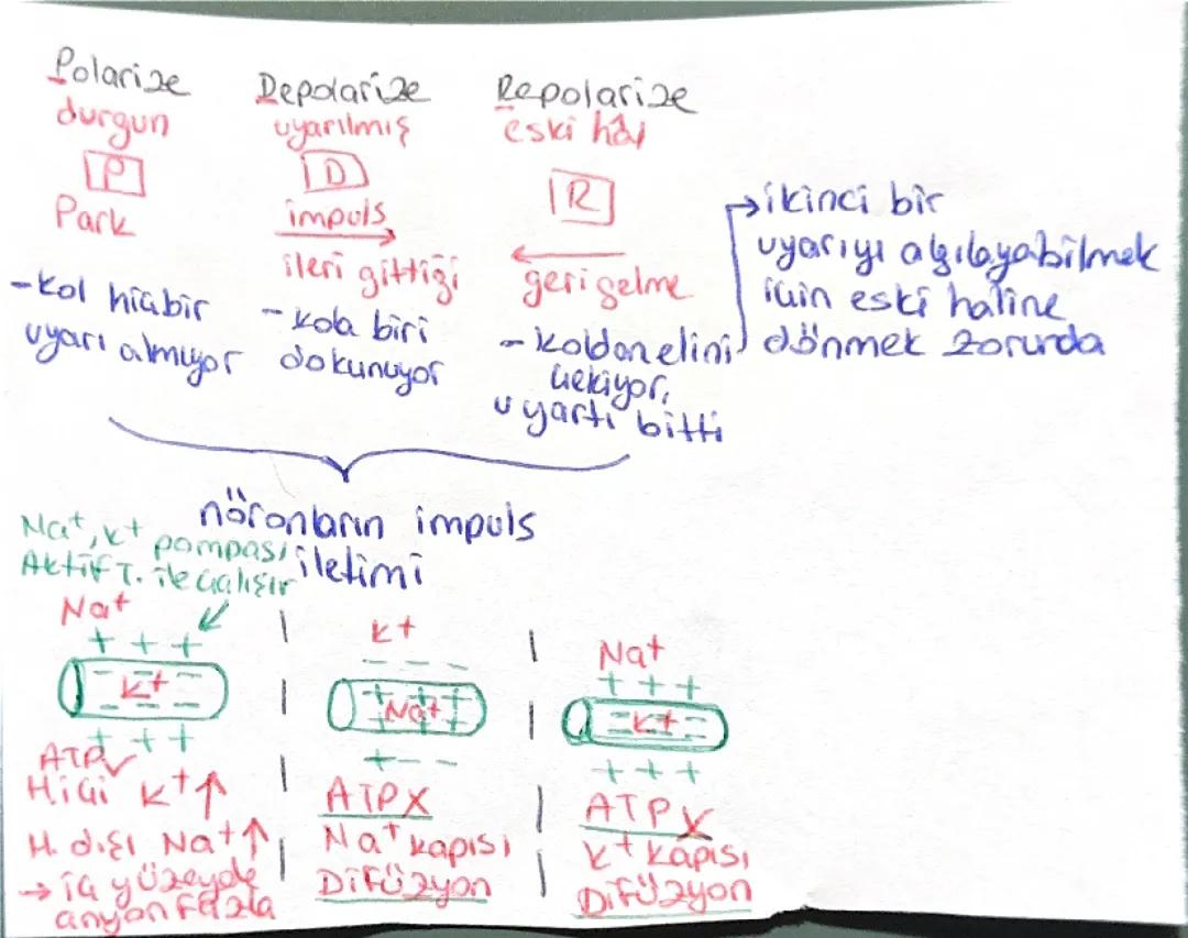 AYT Biyoloji (11. sınıf)