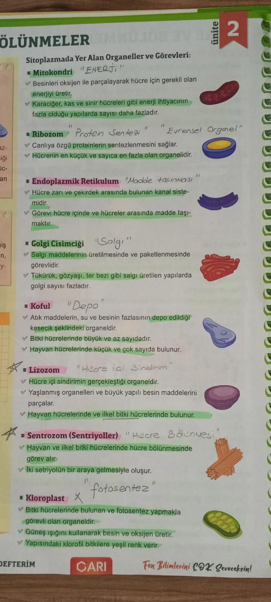 HÜCRE VE BÖLÜNMELER2
HÜCREYİ TANIYALIM
⚫ Canlıları oluşturan en küçük görev ve yapı birimine hücre denir.
▸ Bazı canlılar tek bir hücreden o
