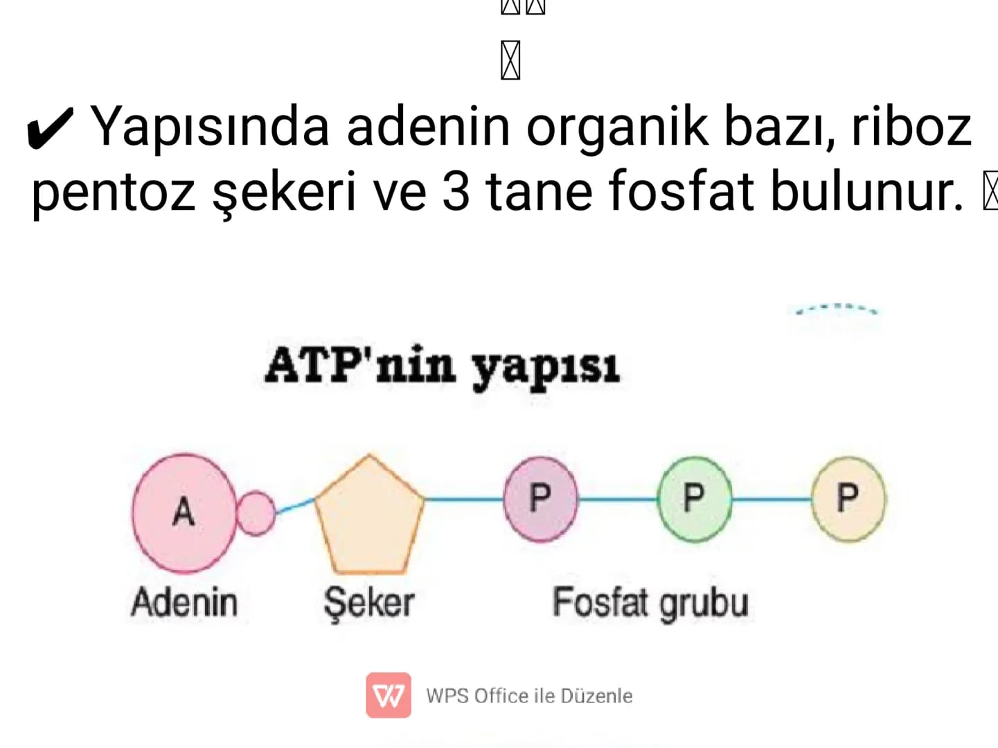 .
•
•
•
•
•
5) ADENOZİNTRİFOSFAT(ATP)
✔ Enerji taşıma işini yapan, nükleotid yapılı bir
moleküldür.
Besinlerin solunumla parçalanması sonucu