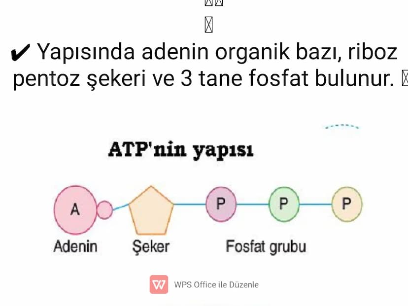 .
•
•
•
•
•
5) ADENOZİNTRİFOSFAT(ATP)
✔ Enerji taşıma işini yapan, nükleotid yapılı bir
moleküldür.
Besinlerin solunumla parçalanması sonucu