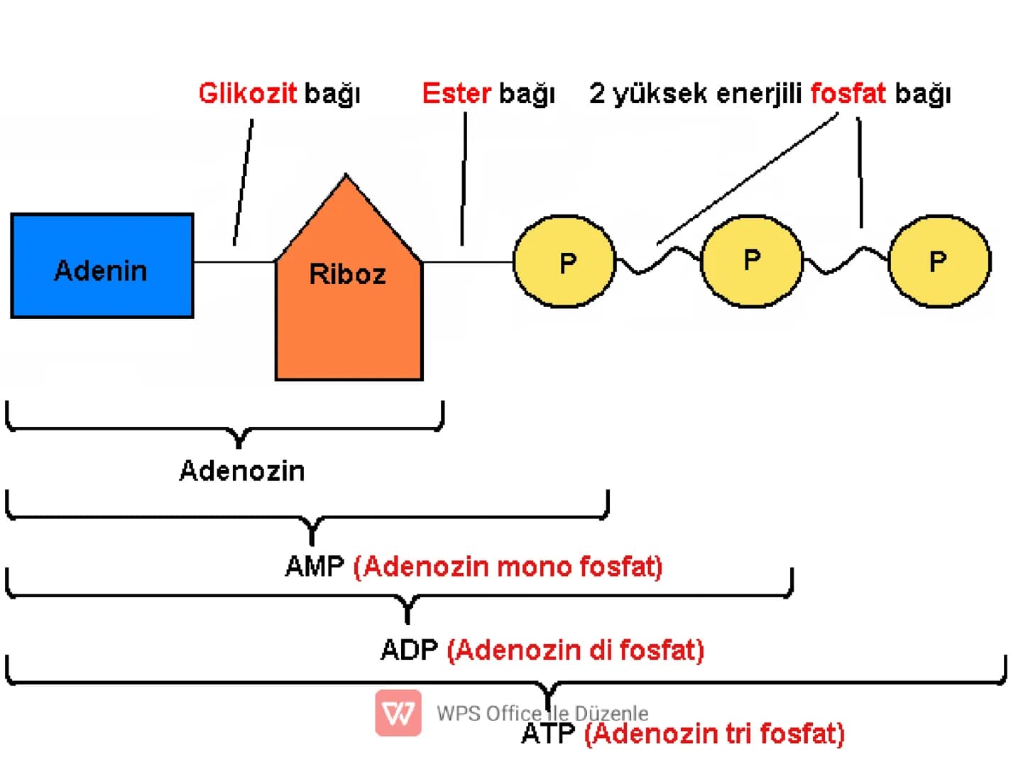 .
•
•
•
•
•
5) ADENOZİNTRİFOSFAT(ATP)
✔ Enerji taşıma işini yapan, nükleotid yapılı bir
moleküldür.
Besinlerin solunumla parçalanması sonucu