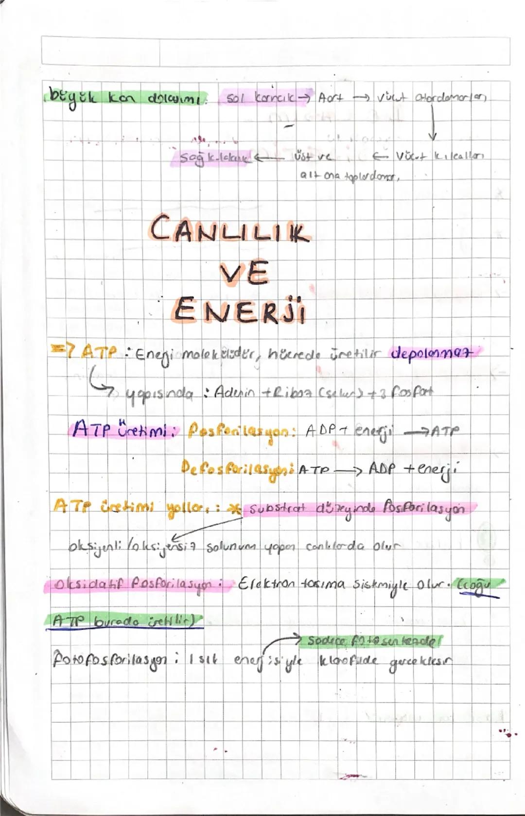 Canlılık ve enerji