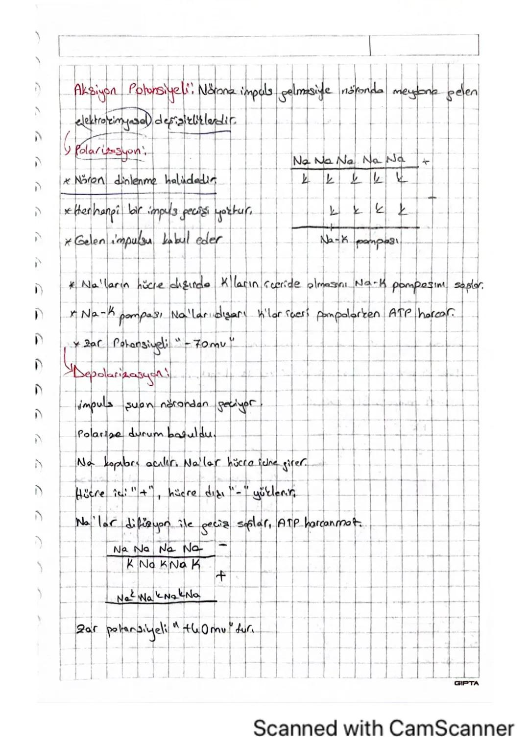 A
D
A
A
Aksiyon Potansiyeli: Nörona impuls gelmesiyle nöronda meytone pelen
elektrozimy
Polarisisyoni
desigizliklerdir.
* Noren dinlenme hal