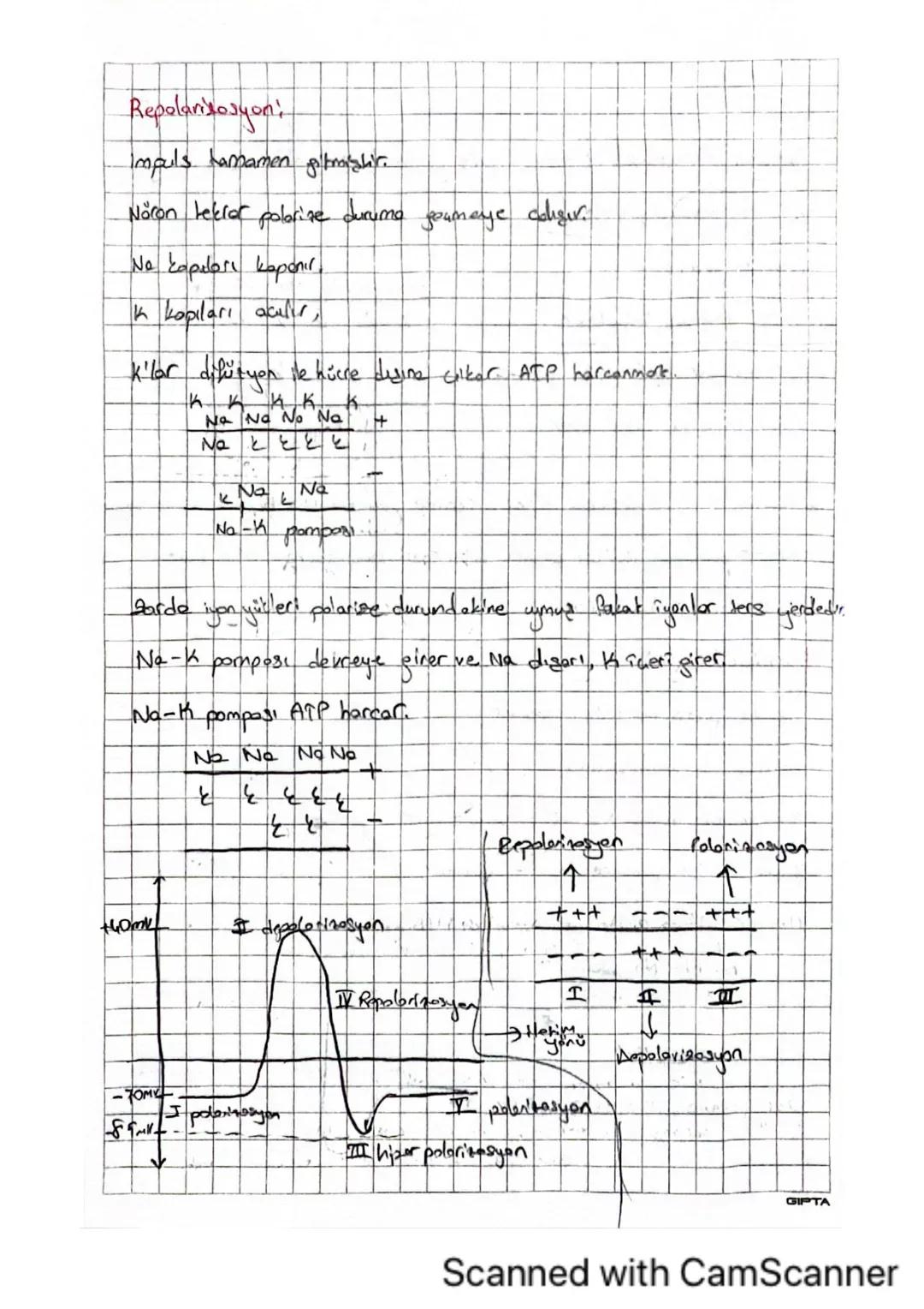 A
D
A
A
Aksiyon Potansiyeli: Nörona impuls gelmesiyle nöronda meytone pelen
elektrozimy
Polarisisyoni
desigizliklerdir.
* Noren dinlenme hal