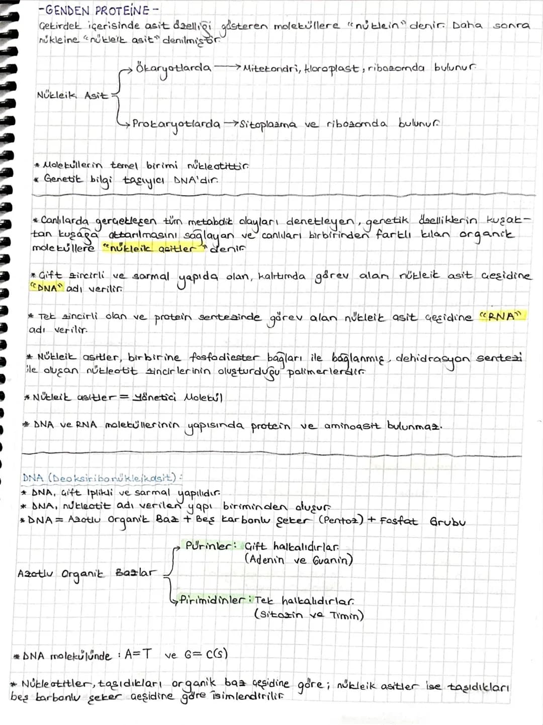 -GENDEN PROTEINE-
Gekirdek içerisinde asit dzelliği gösteren moleküllere "nüblein" denir. Daha
nukleine "nukleik asit" denilmiştir
Ökaryotla