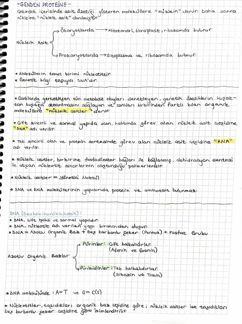 -GENDEN PROTEINE-
Gekirdek içerisinde asit dzelliği gösteren moleküllere "nüblein" denir. Daha
nukleine "nukleik asit" denilmiştir
Ökaryotla
