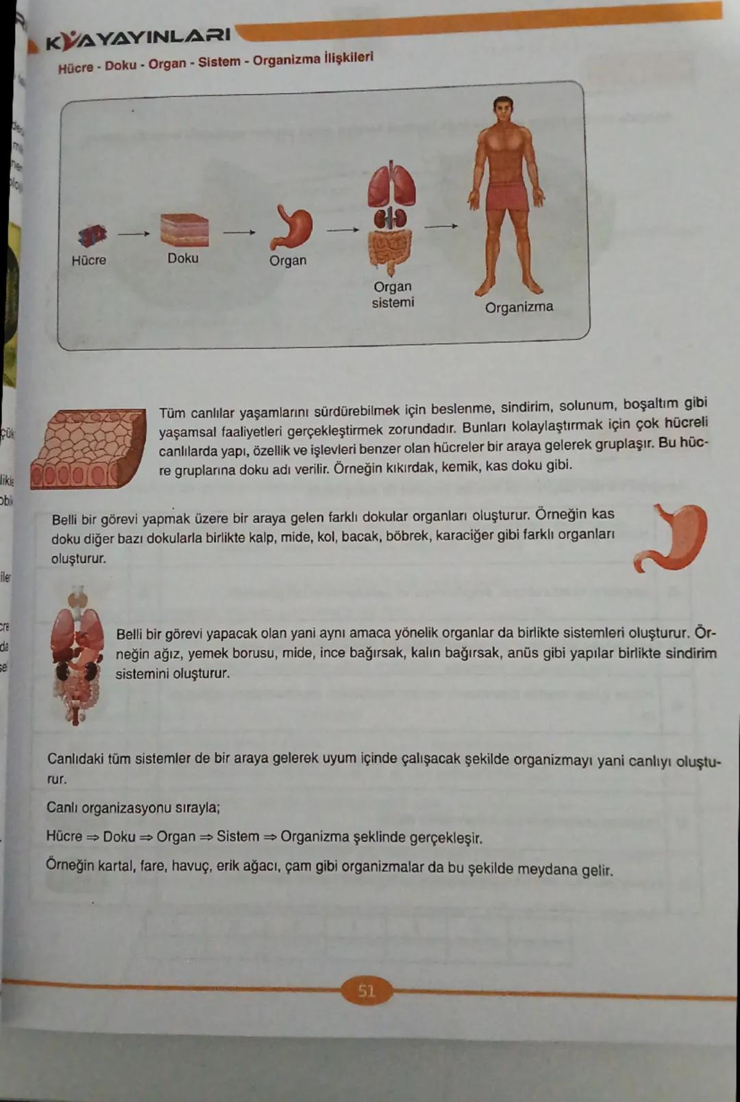 KAYAYINLARI
Hücre - Doku - Organ - Sistem - Organizma İlişkileri
Hücre
Doku
Organ
Organ
sistemi
Organizma
like
bi
Tüm canlılar yaşamlarını s