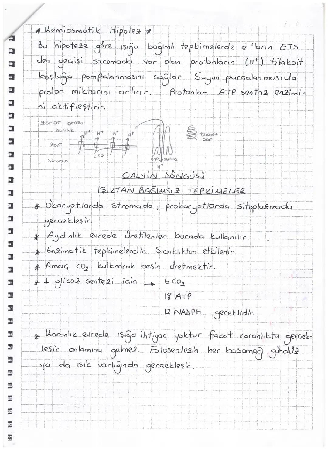 Isik
-2é
AYDINLIK EVRE
www
Klorofil
2ē
ETS
ATP
20
→
2e + H+H + + '/202
Fotofosforilasyon
←
Atmosfere verilir.
NADP+
2 NADPH
Klorofilden ayrı