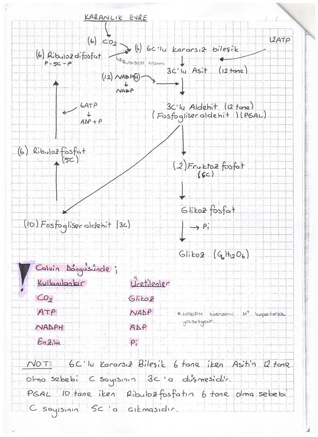 Isik
-2é
AYDINLIK EVRE
www
Klorofil
2ē
ETS
ATP
20
→
2e + H+H + + '/202
Fotofosforilasyon
←
Atmosfere verilir.
NADP+
2 NADPH
Klorofilden ayrı