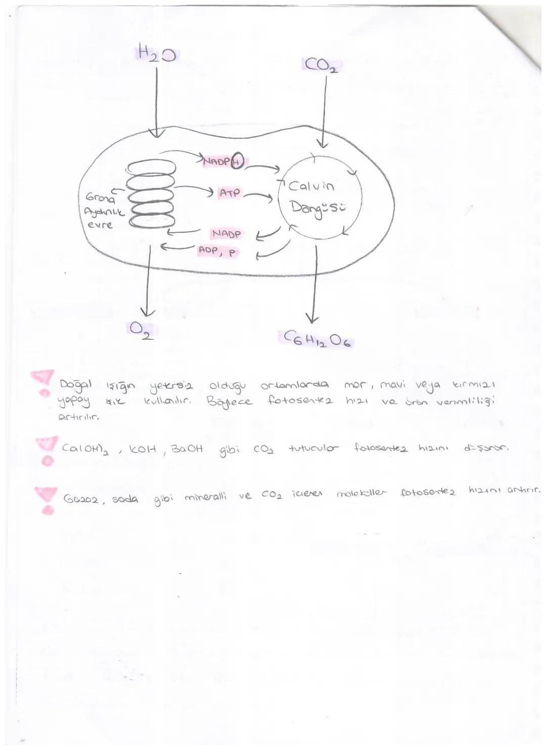 Isik
-2é
AYDINLIK EVRE
www
Klorofil
2ē
ETS
ATP
20
→
2e + H+H + + '/202
Fotofosforilasyon
←
Atmosfere verilir.
NADP+
2 NADPH
Klorofilden ayrı