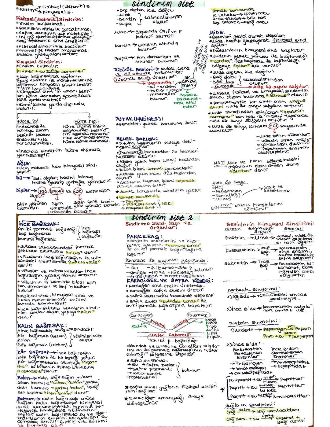 AYT BİYOLOJİ SİNDİRİM SİSTEMİ