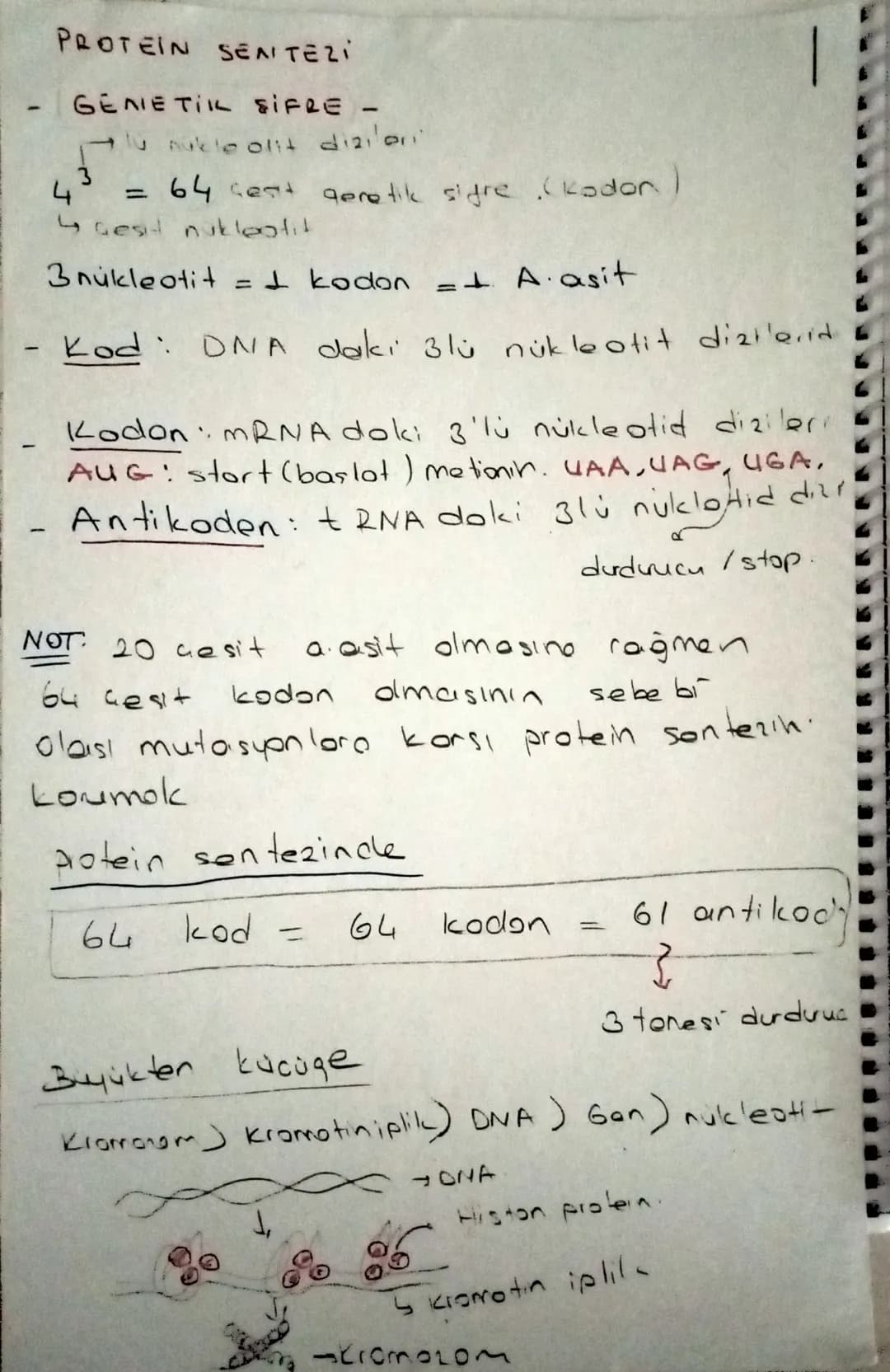 -
-
PROTEIN SENTEZI
- GENETIK SIFRE -
4
3
nukleolit dizilor
= 64 cest genetik siyre (kador)
↳ Gesi nukleotit
3 nukleotit
=
: kodon =+ A. asi