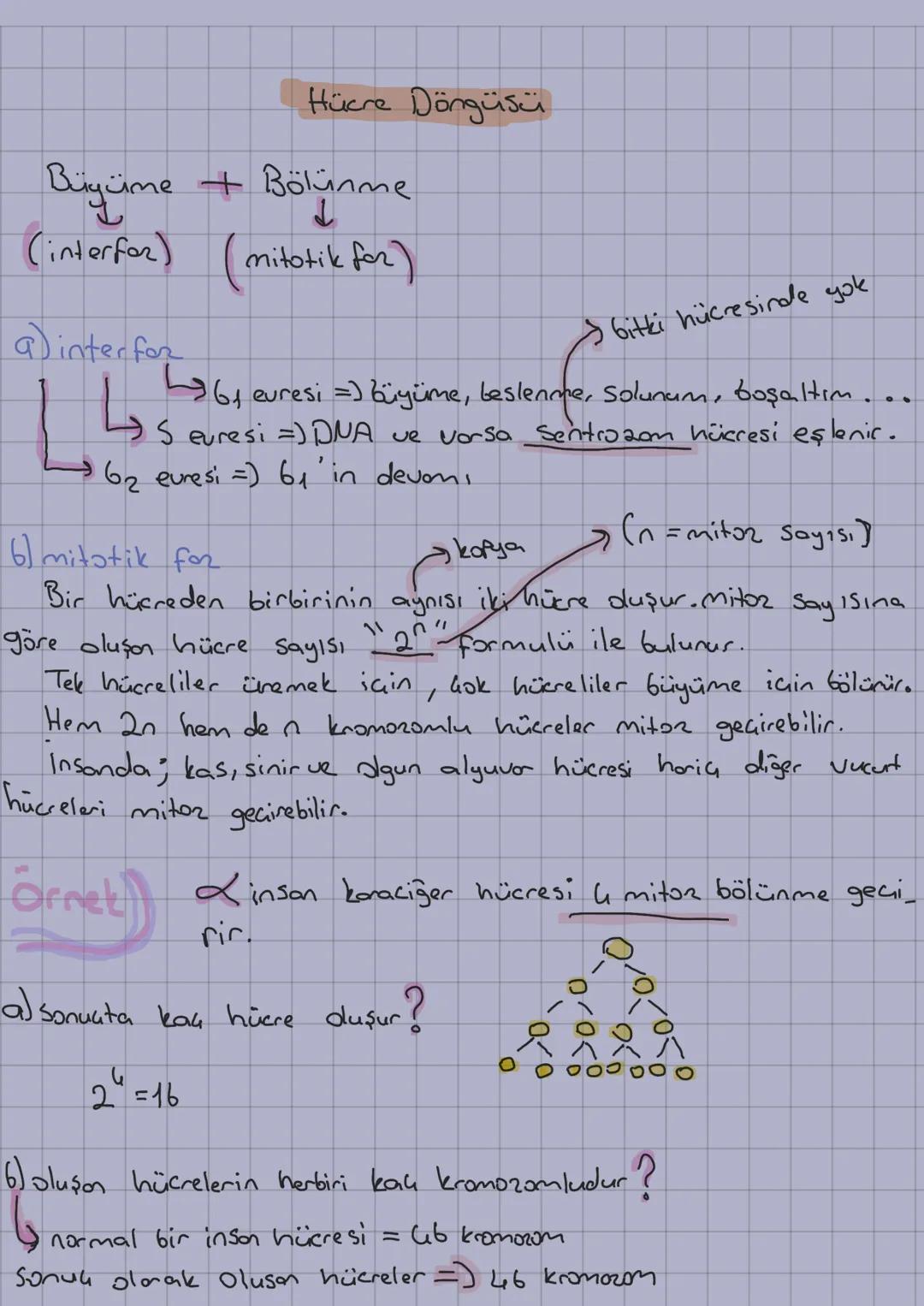 Hücre Döngüsü
Büyüme + Bölünme
(interfer)
a) inter for
d
(mitotike for)
bitki hücresinde yok
461 euresi = büyüme, beslenme, Solunum, boşaltı