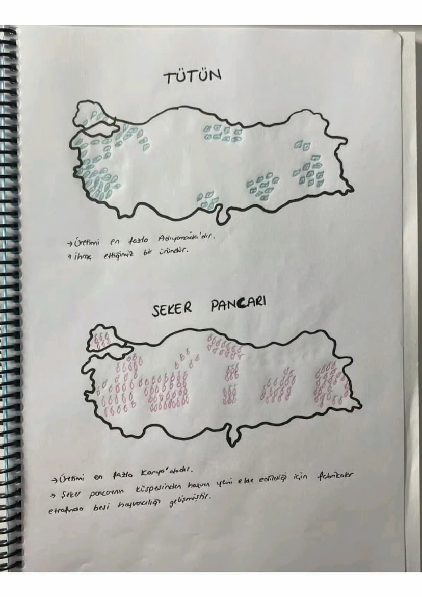 080
TÜTÜN
Üretimi en fazla Adıyamada'dır.
ihraç ettiğimiz bir üründür.
SEKER PANCARI
6666666
b
66
66666 666 666 6
16668
6606060
боб 6006 00
