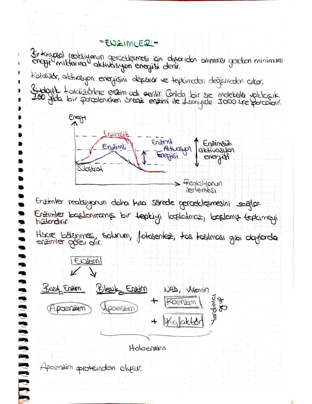 9.sınıf tyt biyoloji enzimler ve vitaminler