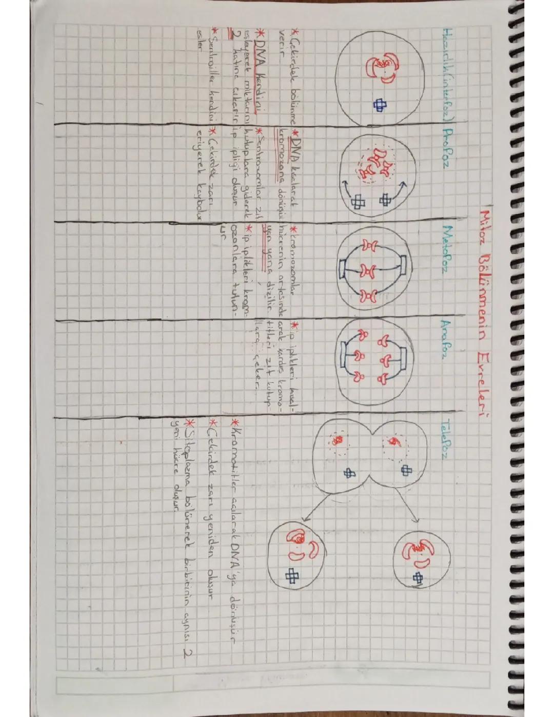 Hücre ve Bölünmeler: Mitoz Bölünme Evreleri
