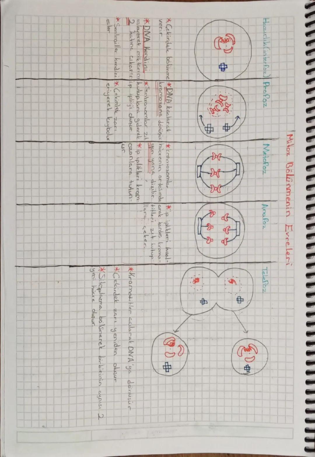 Hazırlık (interfaz Profoz
Mitoz Bölünmenin Evreleri
Metofoz
Anafoz
t
#
Telefoz
ঊ
of
& o&
#
J
中
*Gekirdele bölünme DNA kisalarak
verir
*kromo