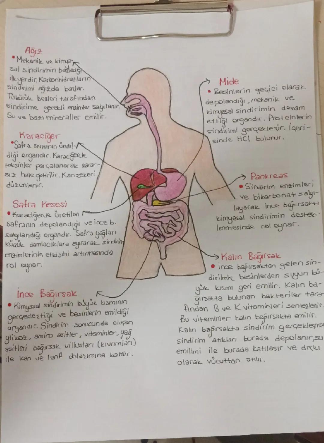 # Ağız
*   Mekanik ve kima
sal sindirimin bada

İlk yerdir. Karbonhidratların
Sindirimi ağızda barlar.
Tukürük beşteri tarafından
Sindirime 