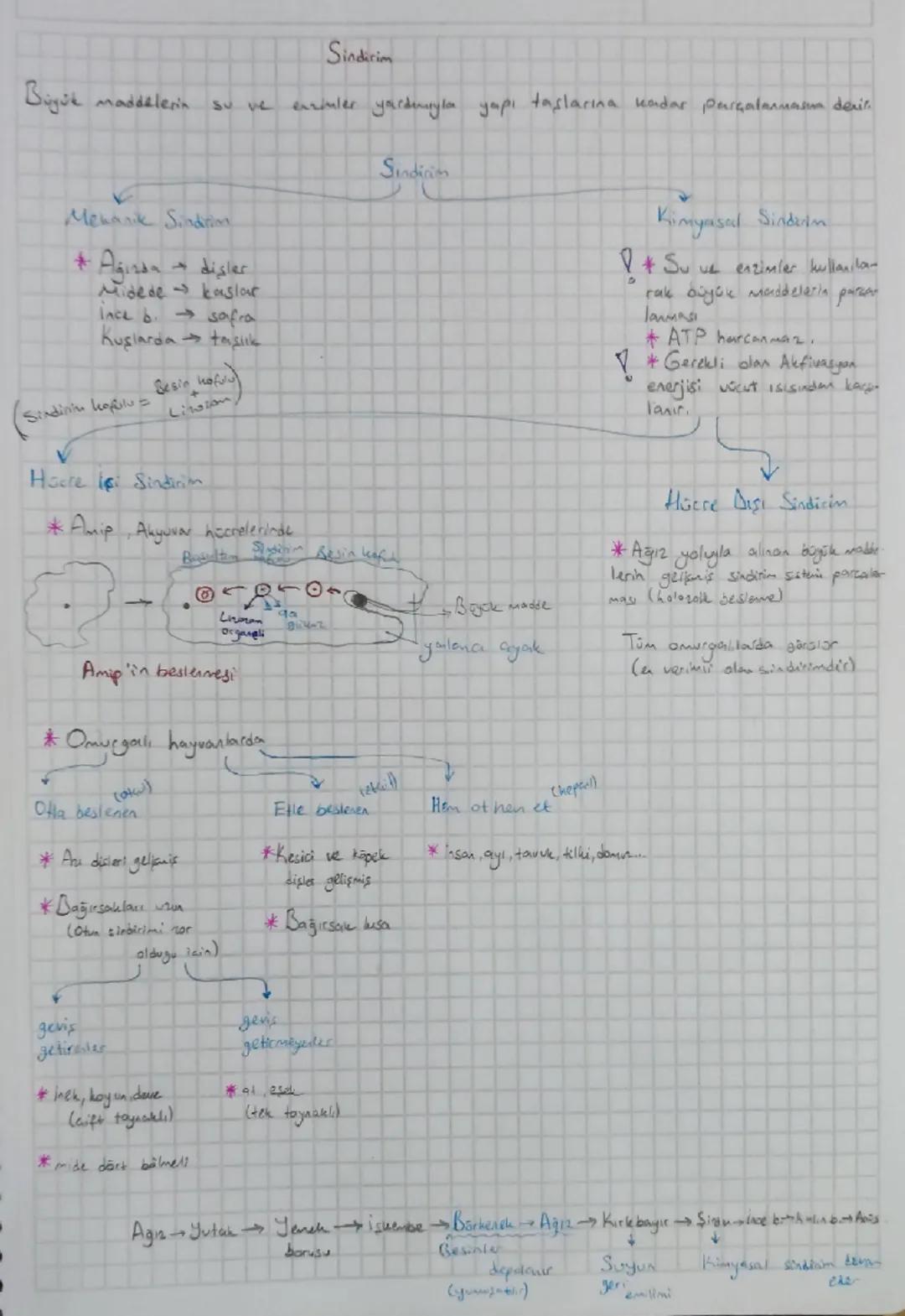 Sindirim

Büyük maddelerin su ve enzinler yaduuyla yapı taşlarına kadar parçalanmasın derin

Mekanik Sindirim

*Ağızda dişler
Midede kaslar
