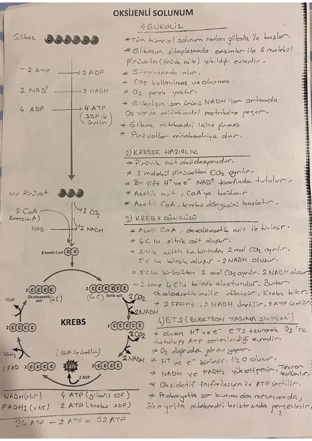 OKSİJENLİ SOLUNUM

1) GUKOLIZ
*Tüm hieresel solunum ranları glikolla ile başlar.
*Glikozun sitoplazmoda enzimler ile 2 molekül
Pirüvata (pir