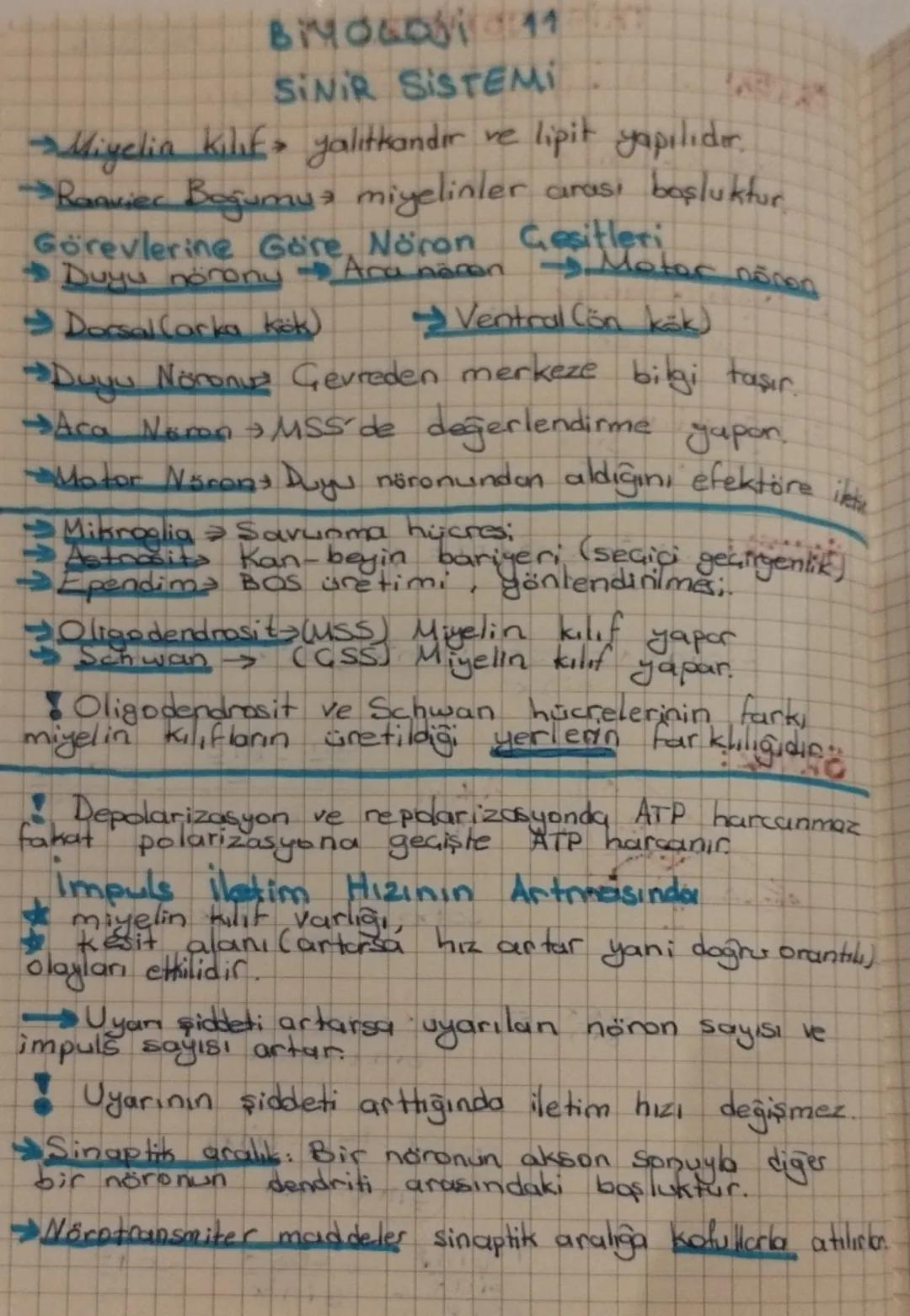 Biyoloji 11. Sınıf sinir sistemi ders notu