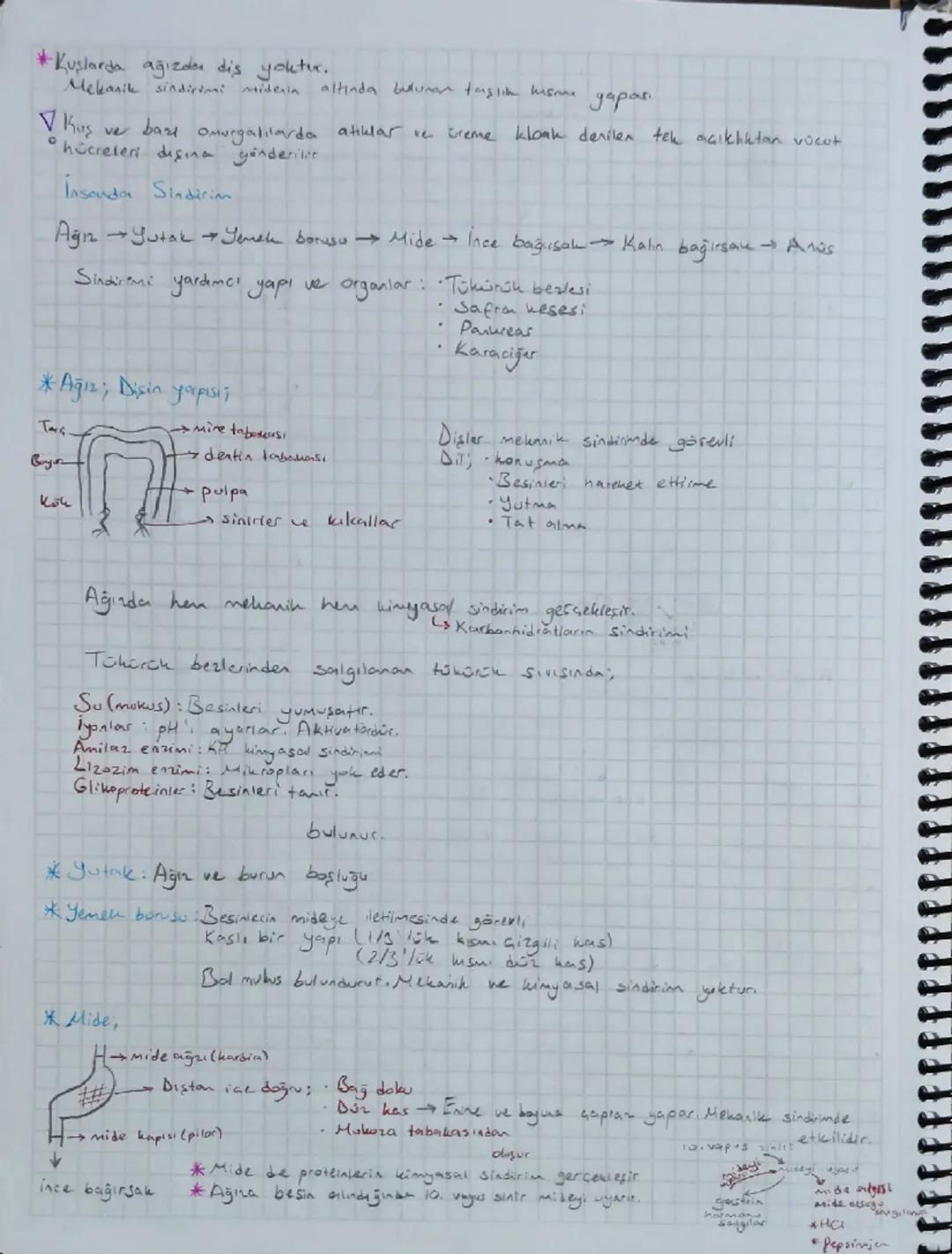 *Kuşlarda ağızdan dis yoktur.
Mekanik sindirimi miderin altında bulunan taşlık hisme yapar.
Kuş ve band omurgalılarda atıklar ve üreme kloak
