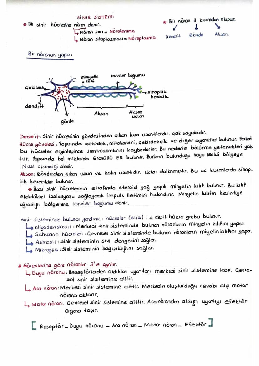 SINIR SISTEMI
Bk sinir hücresine noron denir.
Bir nöron 3 kuimdan oluşur.
L, NÓ O 2011
Nōrolemma
✓
↳ Noron sitoplazmasi = Nóroplazma
Dendrit