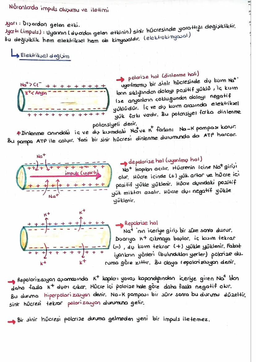 SINIR SISTEMI
Bk sinir hücresine noron denir.
Bir nöron 3 kuimdan oluşur.
L, NÓ O 2011
Nōrolemma
✓
↳ Noron sitoplazmasi = Nóroplazma
Dendrit