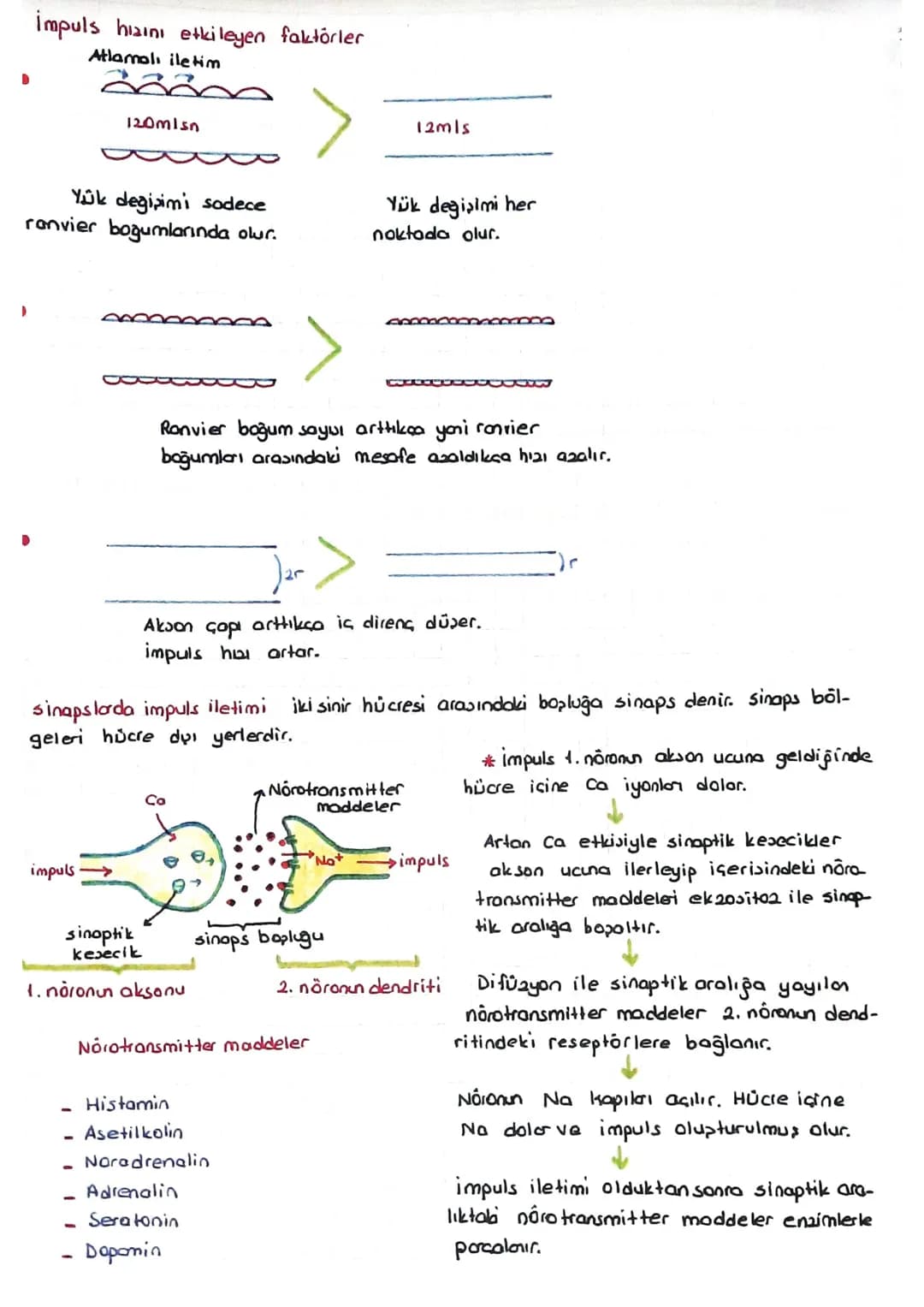SINIR SISTEMI
Bk sinir hücresine noron denir.
Bir nöron 3 kuimdan oluşur.
L, NÓ O 2011
Nōrolemma
✓
↳ Noron sitoplazmasi = Nóroplazma
Dendrit