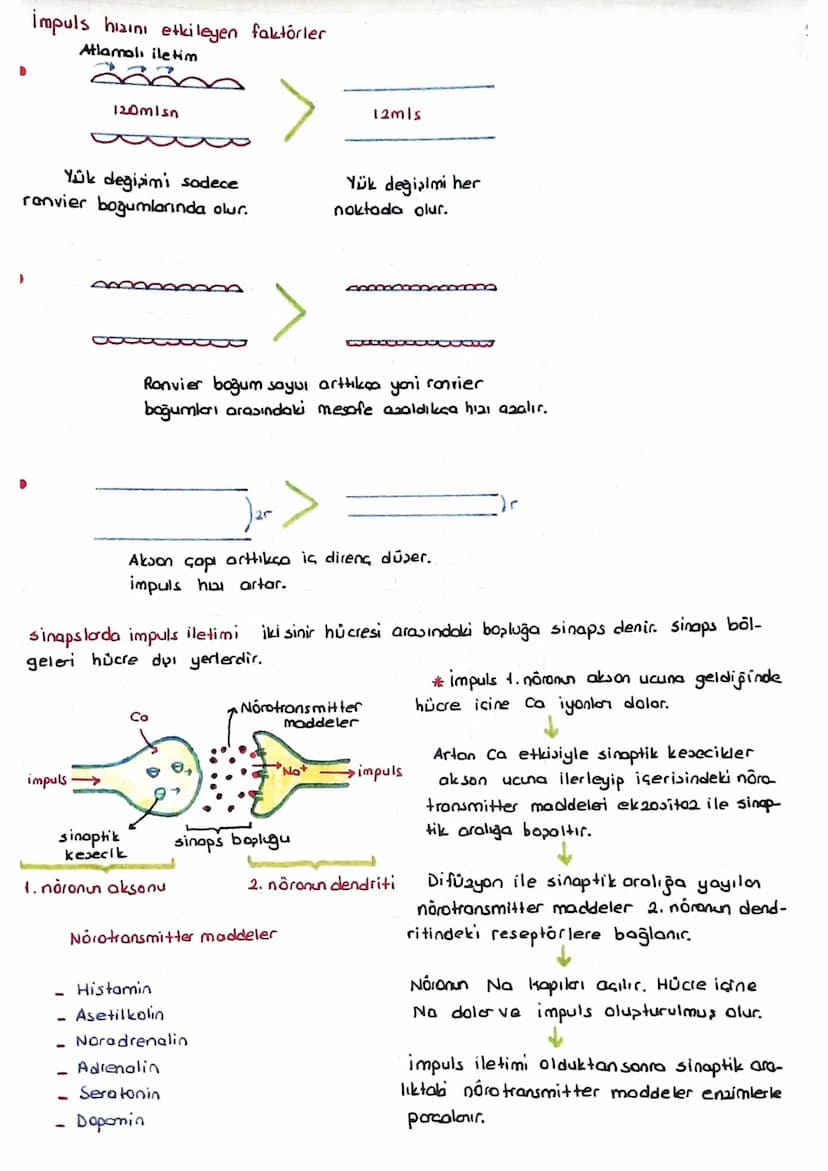SINIR SISTEMI
Bk sinir hücresine noron denir.
Bir nöron 3 kuimdan oluşur.
L, NÓ O 2011
Nōrolemma
✓
↳ Noron sitoplazmasi = Nóroplazma
Dendrit