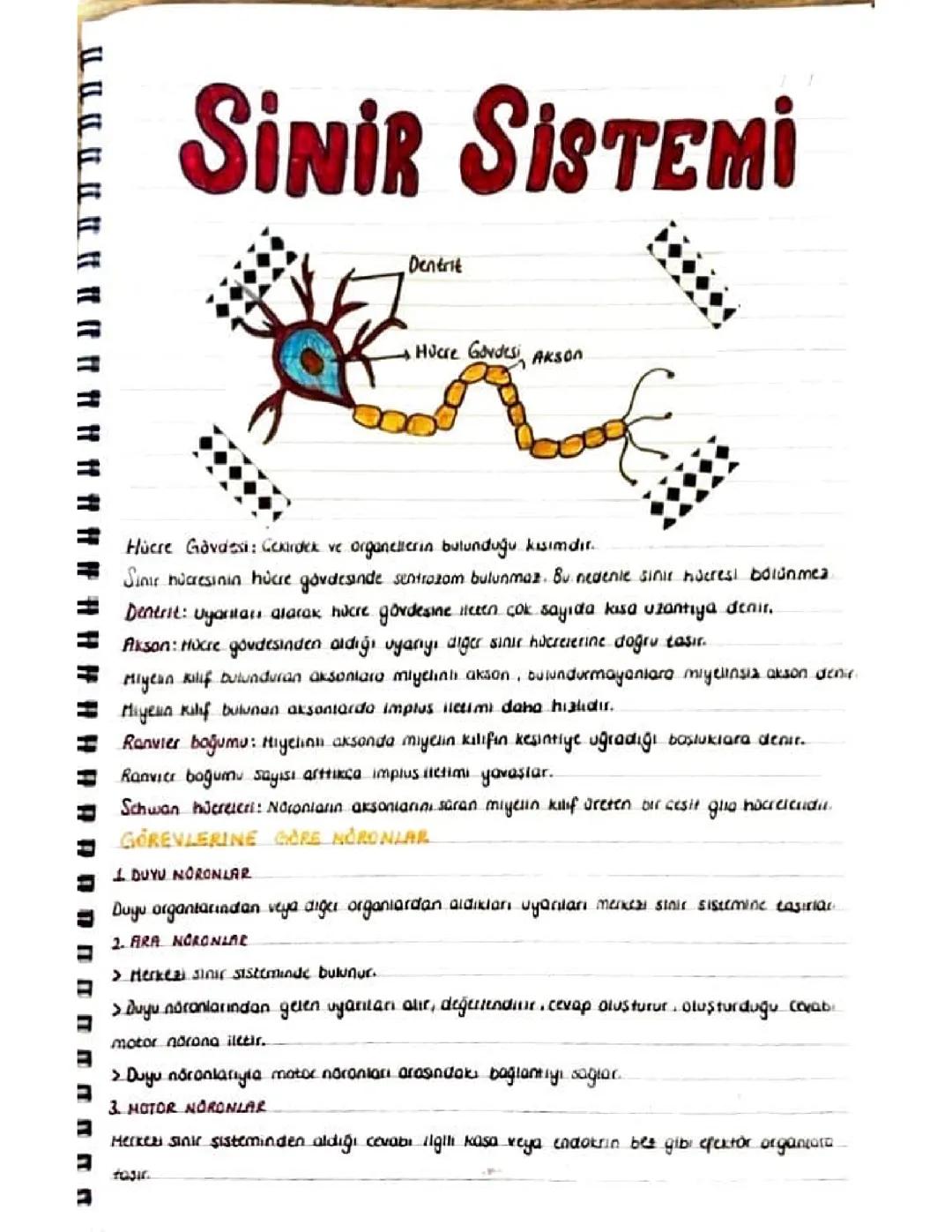 11.sinif biyoloji notları