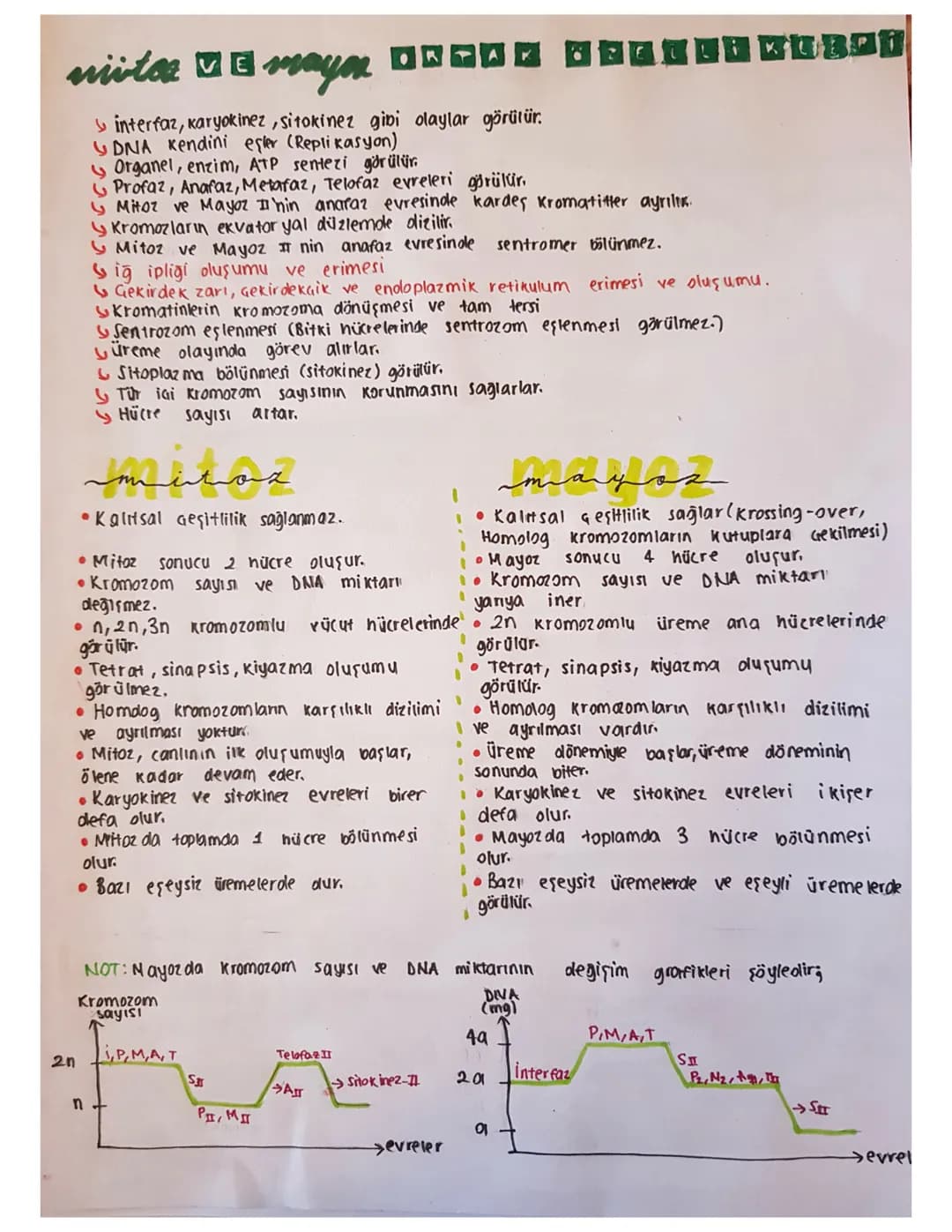 10. Sınıf Mitoz ve Mayoz Bölünme: Evreleri ve Farkları