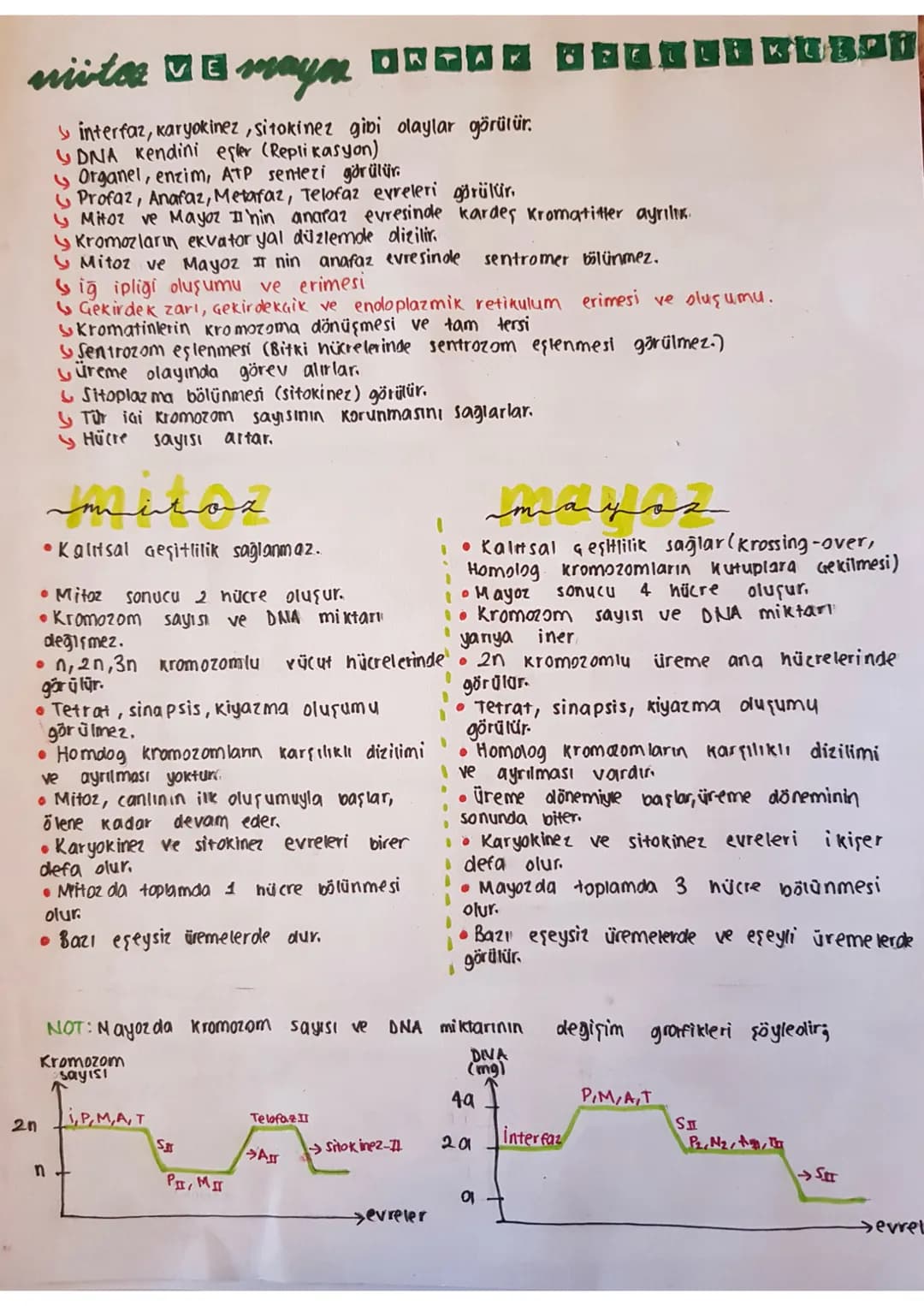 nivte mayo UNOZ DEKLI KUBDI
interfaz, karyokinez, sitokinez gibi olaylar görülür.
DNA Kendini eşler (Replikasyon)
Organel, enzim, ATP sentez