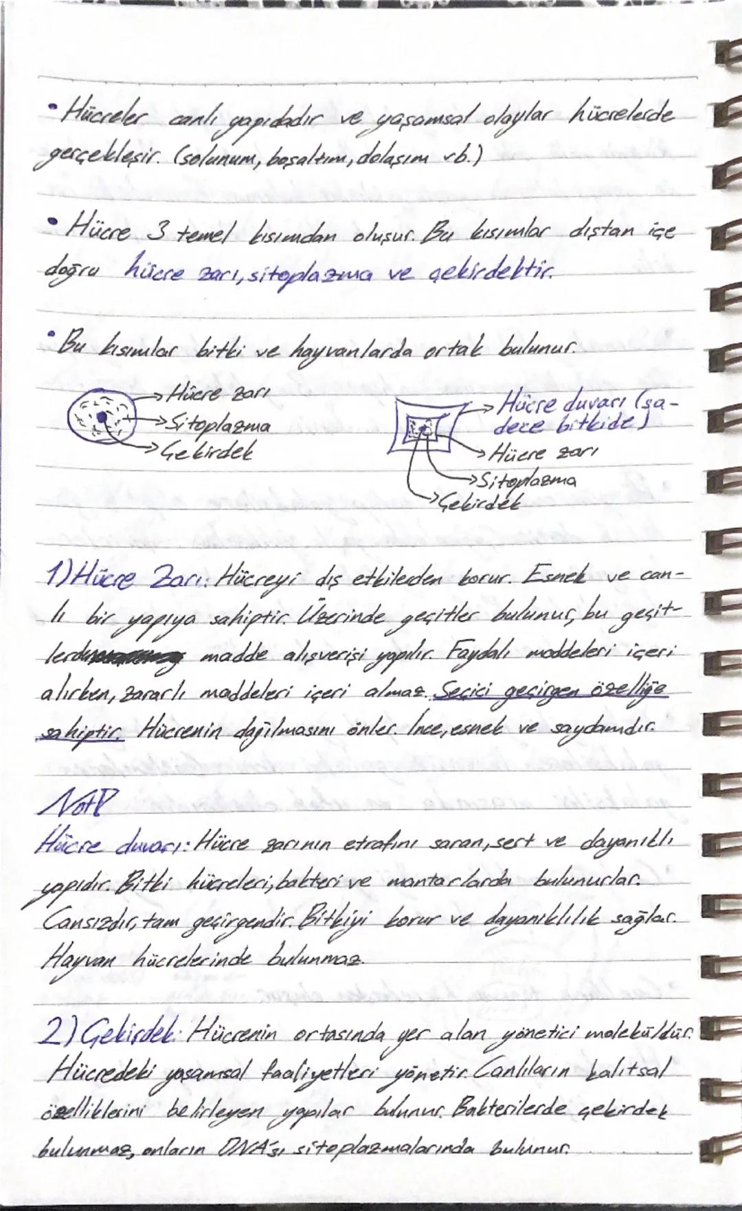 Hücrenin Yapısı ve Organizma Oluşumu