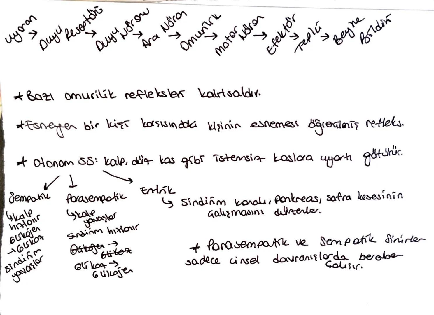 uyoran
لا
Duyu Reseptori
Ara Nora
Duy from
لا
Omurilik
motor udven
R
Efektor
терій
* Bazı omurilik reflekslen kaltsaldır.
"Beyne
Boldin
*Esn