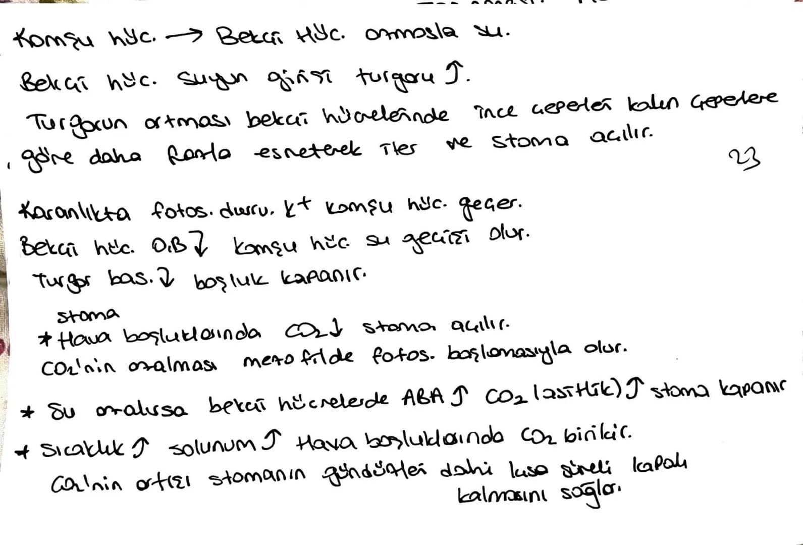 Kölderde Su ve Mineral Emilimi:
topraktan emilen su ve mineraller ksileme 2 yolla taşınır
13
1) Suyun emici tüylere girip hilceden hilareye 