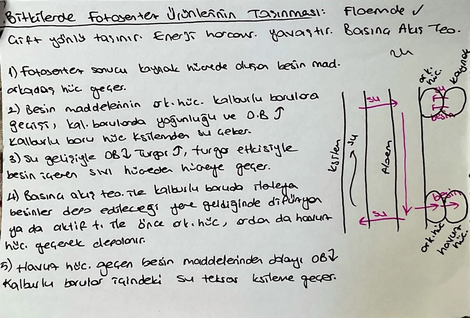 Kölderde Su ve Mineral Emilimi:
topraktan emilen su ve mineraller ksileme 2 yolla taşınır
13
1) Suyun emici tüylere girip hilceden hilareye 