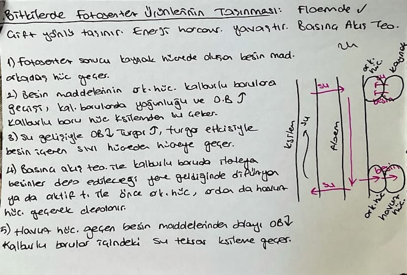 Kölderde Su ve Mineral Emilimi:
topraktan emilen su ve mineraller ksileme 2 yolla taşınır
13
1) Suyun emici tüylere girip hilceden hilareye 