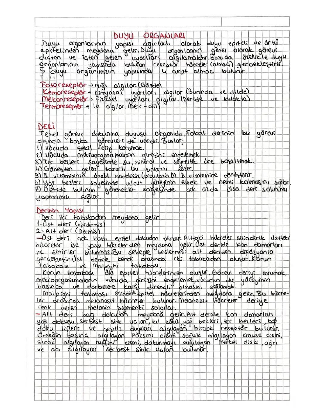 Duyu Organlarında Reseptörler Nerede Bulunur? Mekanoreseptör, Termoreseptör ve Bağ Doku Hakkında Bilgiler