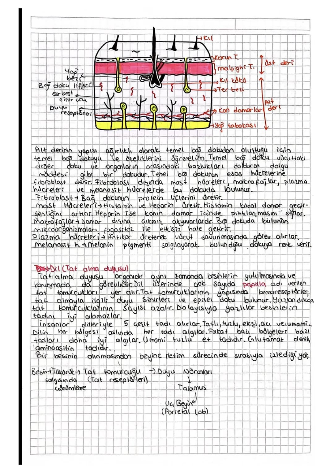 DUYU ORGANLARI
Duyu organlarının yapısı ağırlıkl olarak duyu epiteli ve örtü
epitelinden meydana gelir. Duyu organlarnin genel olarak görev
