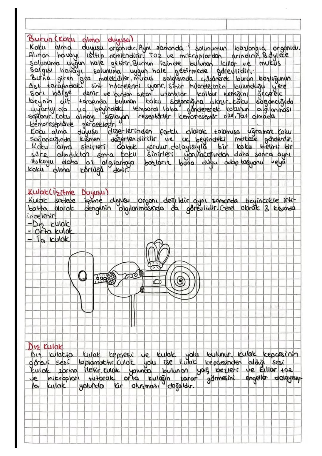 DUYU ORGANLARI
Duyu organlarının yapısı ağırlıkl olarak duyu epiteli ve örtü
epitelinden meydana gelir. Duyu organlarnin genel olarak görev
