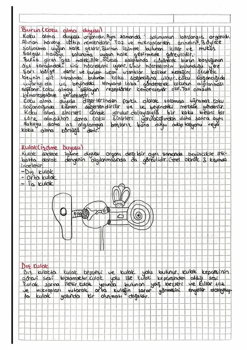 DUYU ORGANLARI
Duyu organlarının yapısı ağırlıkl olarak duyu epiteli ve örtü
epitelinden meydana gelir. Duyu organlarnin genel olarak görev
